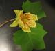 Liriodendron tulipifera