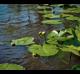 Nuphar advena