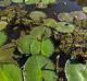 Nuphar advena