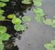 Nuphar advena