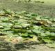Nuphar advena