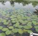 Nuphar advena