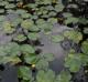 Nuphar advena