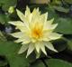 Nymphaea mexicana