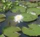 Nymphaea odorata