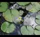 Nymphaea odorata