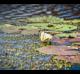 Nymphaea odorata