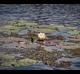 Nymphaea odorata
