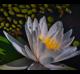 Nymphaea odorata