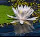 Nymphaea odorata