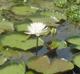 Nymphaea odorata