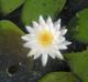 Nymphaea odorata