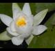Nymphaea odorata