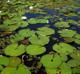 Nymphaea odorata