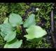 Echinodorus cordifolius