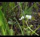 Sagittaria graminea