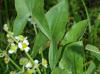 Sagittaria latifolia