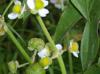 Sagittaria latifolia