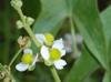 Sagittaria latifolia