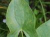 Sagittaria latifolia