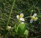 Sagittaria latifolia