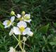 Sagittaria latifolia