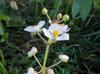 Sagittaria latifolia