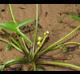 Sagittaria montevidensis