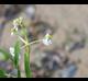 Sagittaria montevidensis