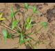 Sagittaria montevidensis