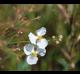 Sagittaria papillosa