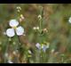 Sagittaria papillosa