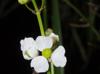 Sagittaria papillosa