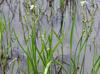 Sagittaria papillosa