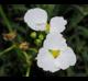 Sagittaria platyphylla