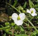 Sagittaria platyphylla