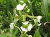 Sagittaria platyphylla