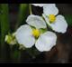 Sagittaria platyphylla