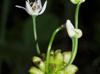 Allium canadense-var-canadense