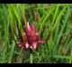 Allium canadense-var-canadense