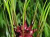 Allium canadense-var-canadense