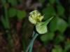 Allium canadense-var-canadense