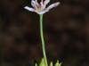 Allium canadense-var-canadense