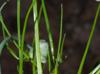 Allium canadense-var-canadense