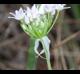 Allium canadense-var-mobilense