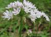 Allium canadense-var-mobilense