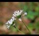 Allium canadense-var-mobilense