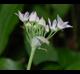 Allium canadense-var-mobilense