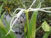 Crinum americanum