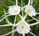 Hymenocallis liriosme